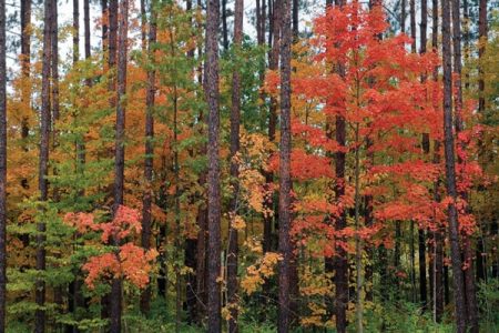 Waste Manager to Woodsman Image